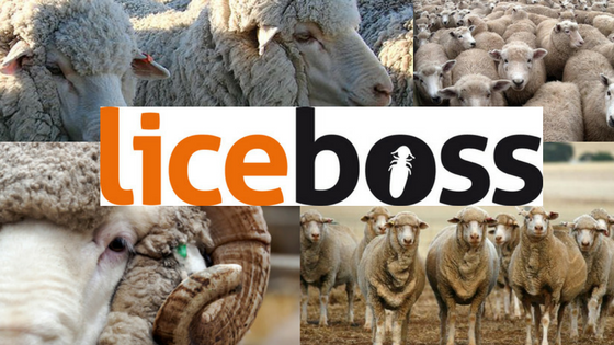 Lice Management Tool now available Lice Management Tool now available